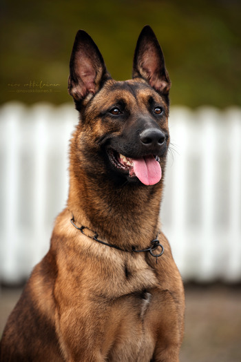 Kapu
