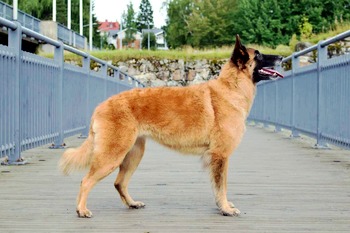 Penni